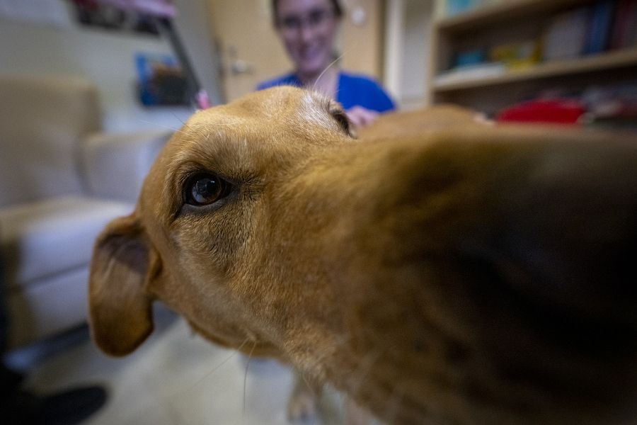 Volunteer dog Doc gets a little too close to the camera. His nose is touching the lens, while a KHSC staff member smiles in the background.