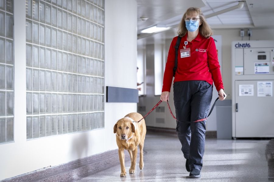 Julie Halle and Dog are walking down a hallway at the KGH site. Both are wearing their St. John Ambulance Therapy Dog apparel, as well as their KHSC ID badges.