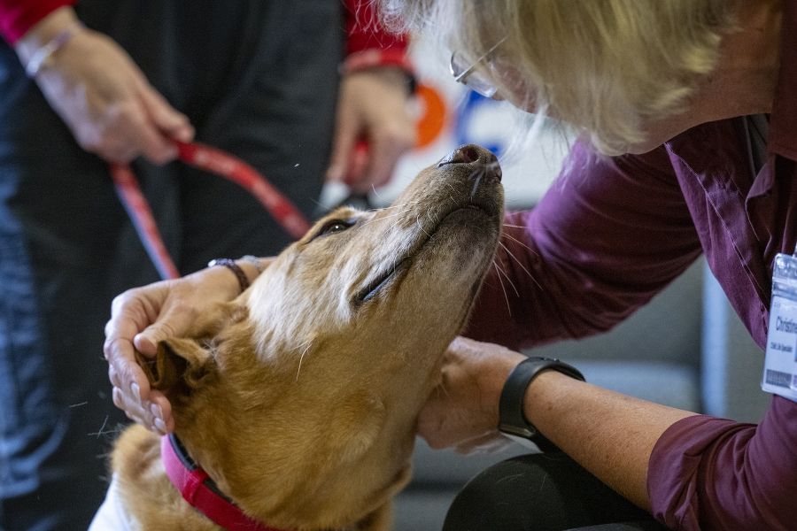 A close up staff of a KHSC staff member petting Doc. Doc is facing the staff member with his chin up and she is petting the top of his head.