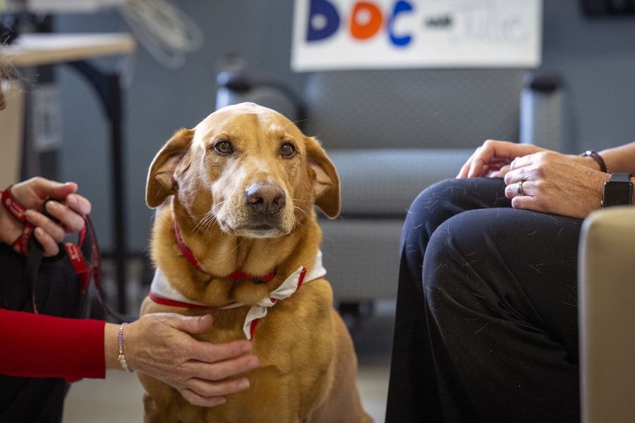 A shot of Doc looking directly into the camera. He’s sitting on the ground in the middle of two staff members, one is petting Doc on the chest.