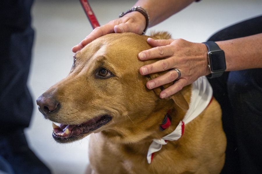 A close up shot of volunteer dog Doc’s face as he’s getting petted by a staff member on the head.