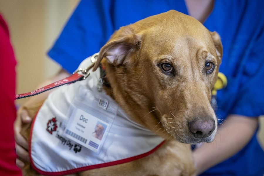 A close up profile shot of volunteer Dog. He’s head is facing the camera and you can see his St. John Ambulance Therapy Dog bandana around his neck.