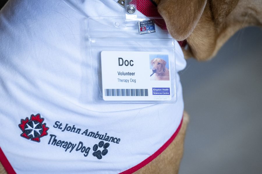 A close up shot of volunteer dog Doc’s KHSC ID badge and St. John Ambulance Therapy Dog bandana.