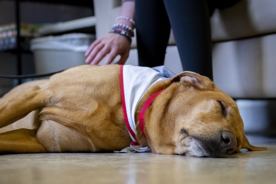 A close up shot of volunteer dog Doc lying down and asleep on the floor, as he gets petted by a patient on the back.